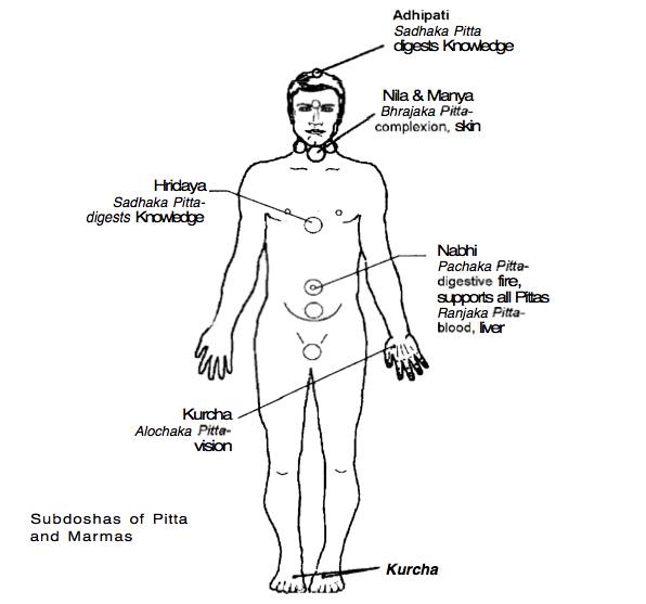 pitta and marmas body representation