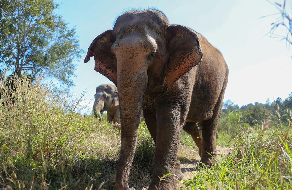 elephant walking through grass landscape